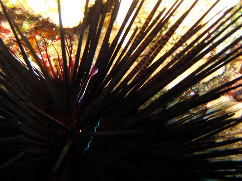 urchin shrimp