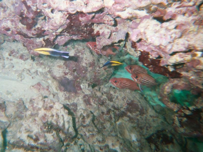 squirrel fish and cleaner wrasse