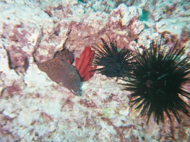 yellowmargin moray w/urchins
