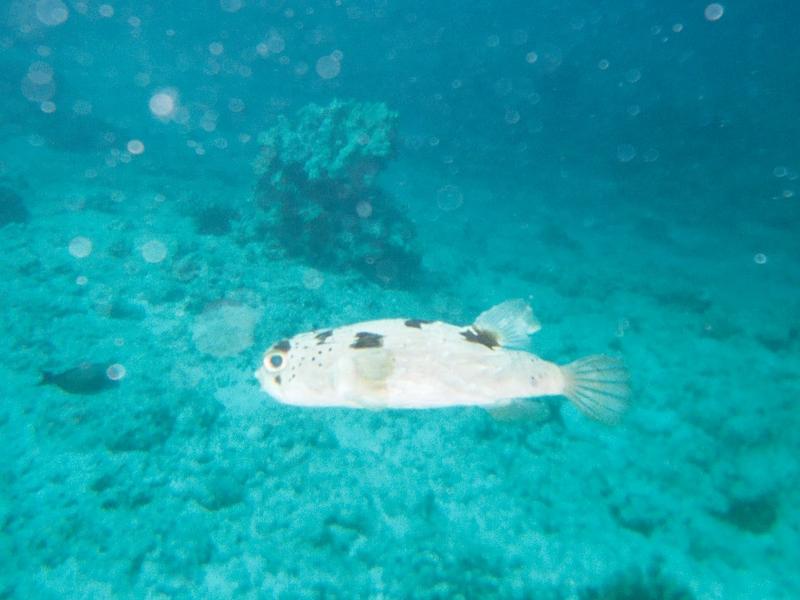 porcupine blowfish