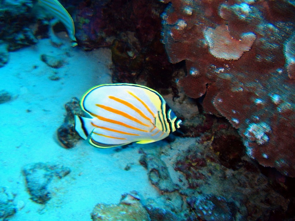ornate butterflyfish