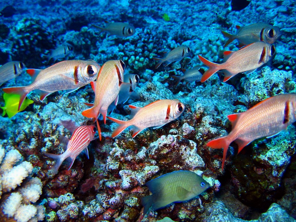 pearly soldierfish