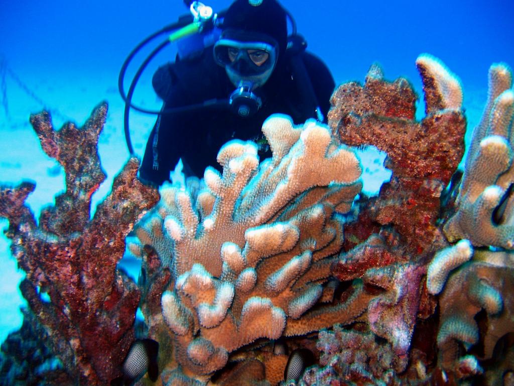 Warren examining the coral