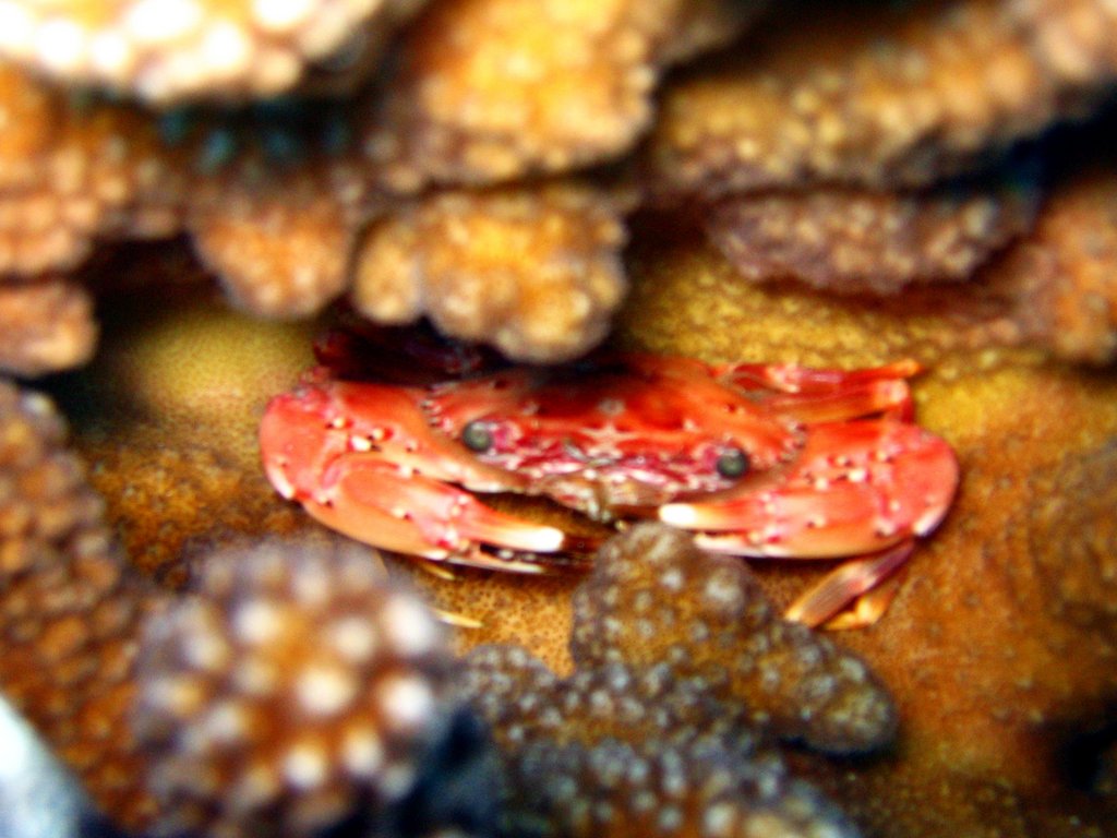 small red crab