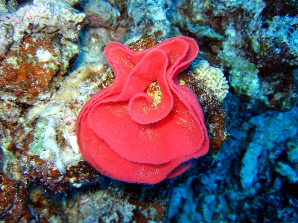 nudibranch eggs