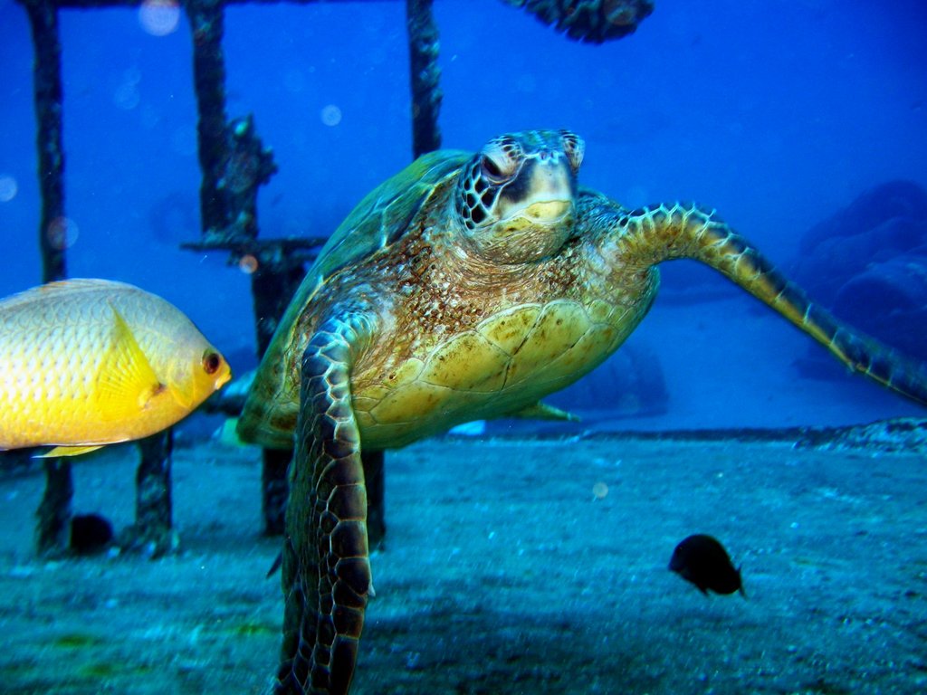 green sea turtle w/yellow chromis