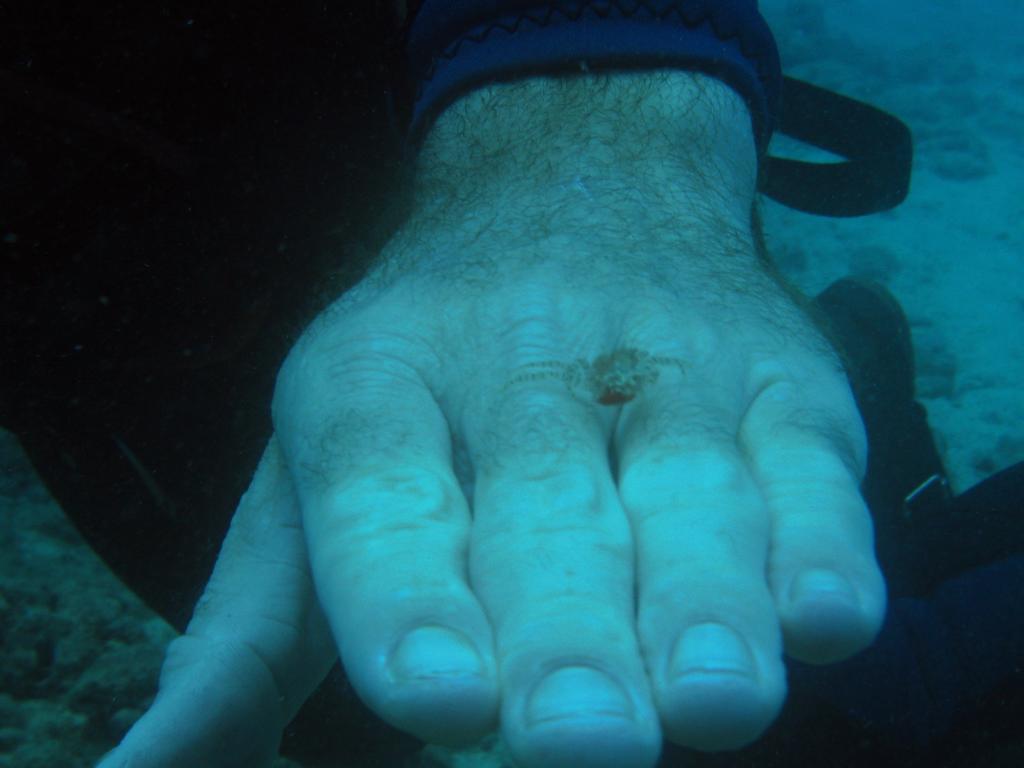 Small crab on Johns hand