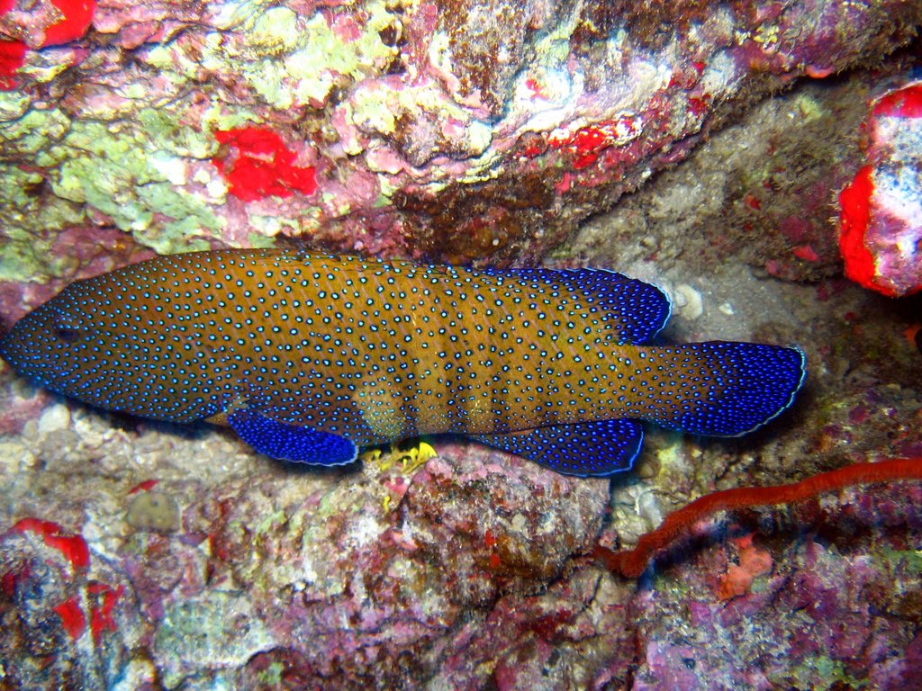 peacock grouper