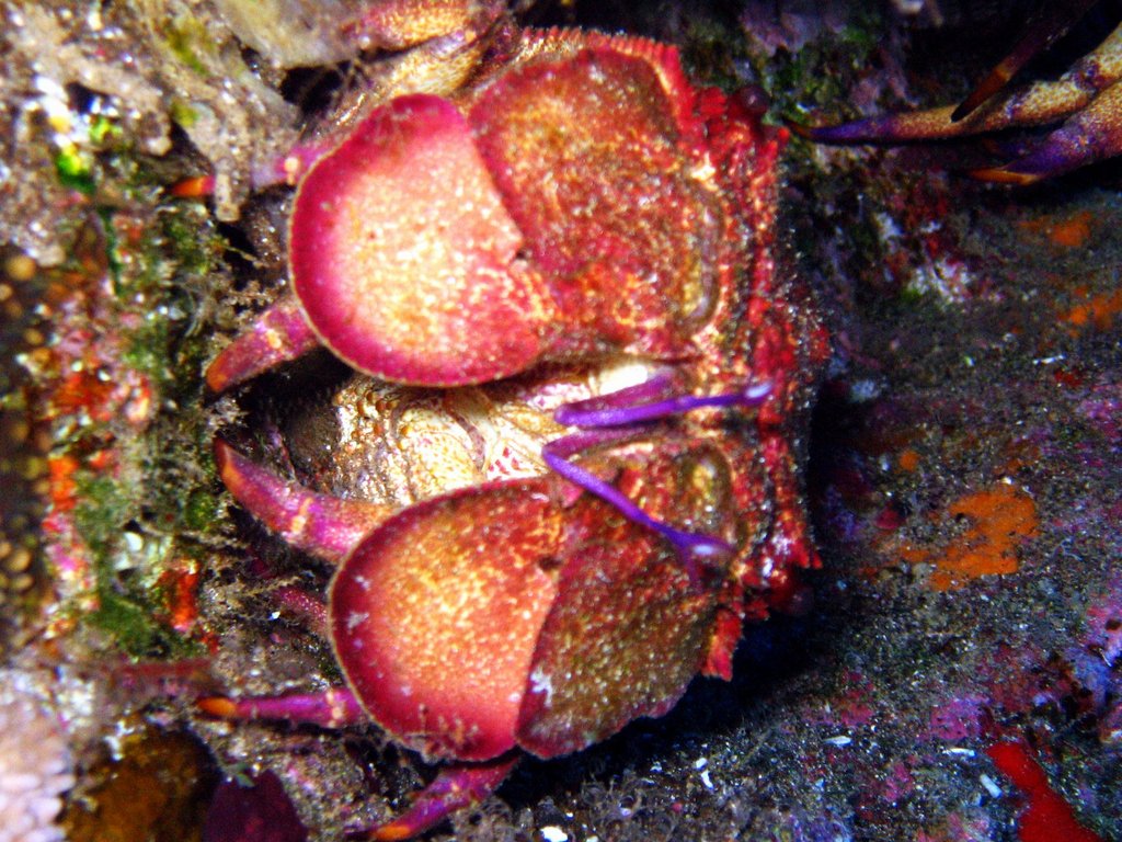ornate slipper lobster