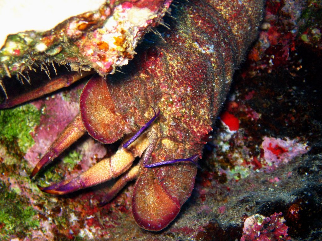 ornate slipper lobster