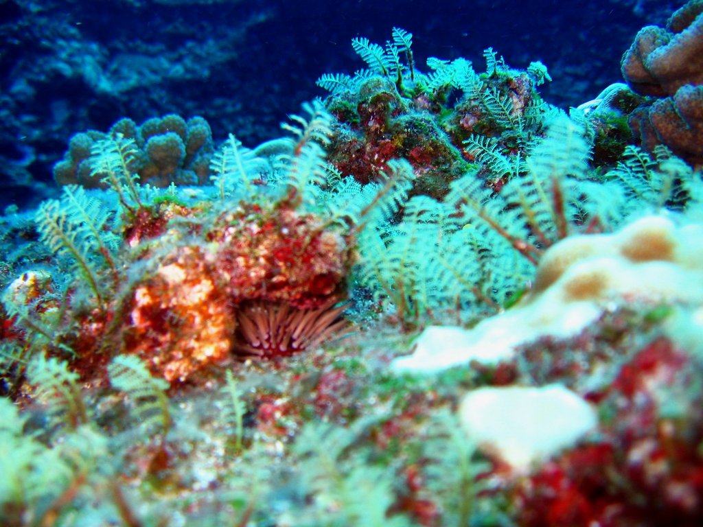pretty coral