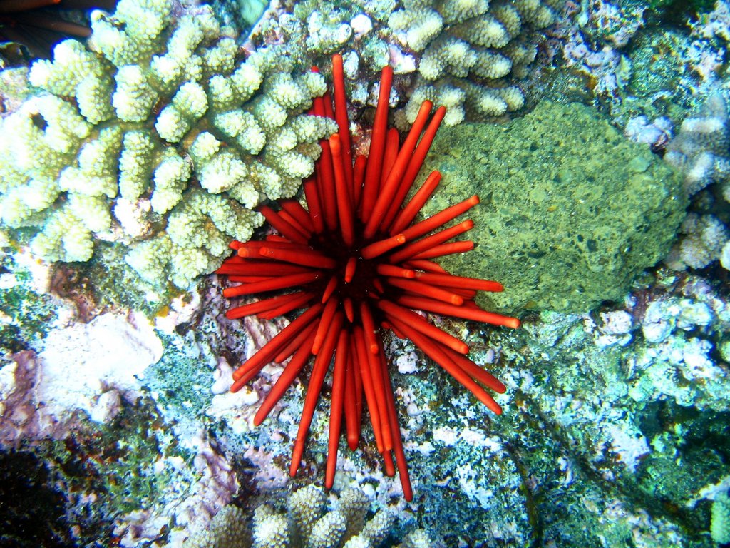 red pencil urchin