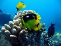 fourspot butterflyfish w/others