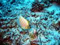 ornate butterflyfish