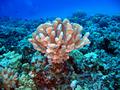 antler coral