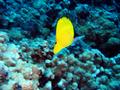 common longnose butterflyfish