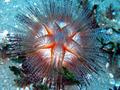 blue-spotted urchin