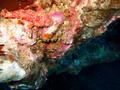 decoy scorpionfish