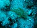 grean leaf scorpionfish