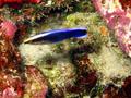 cleaner wrasse (adult)