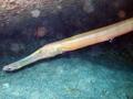 trumpetfish