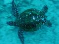 green sea turtle in flight