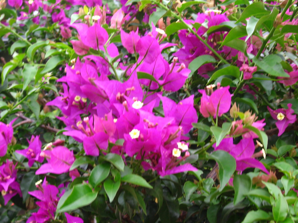 purple bougainvillea