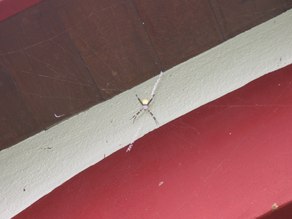 spider in the rafters