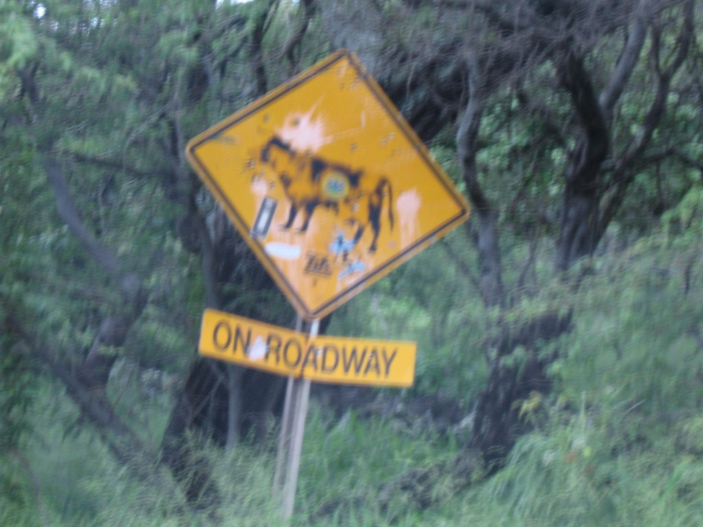warning sign about cows on the road
