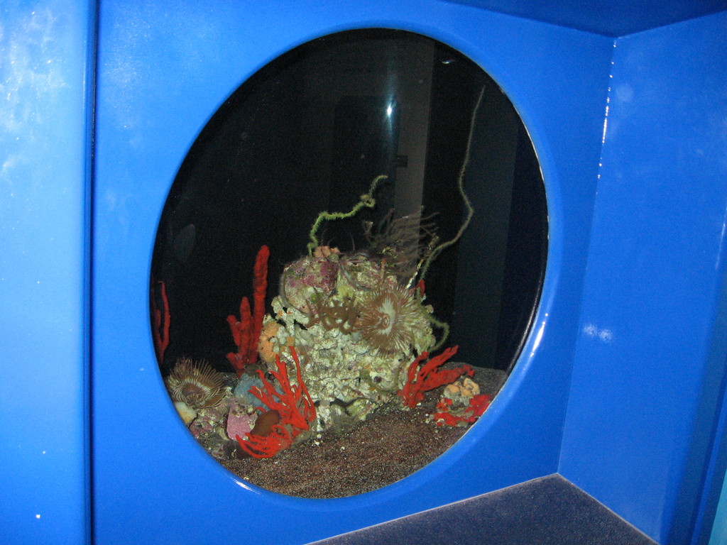 coral display at the aquarium