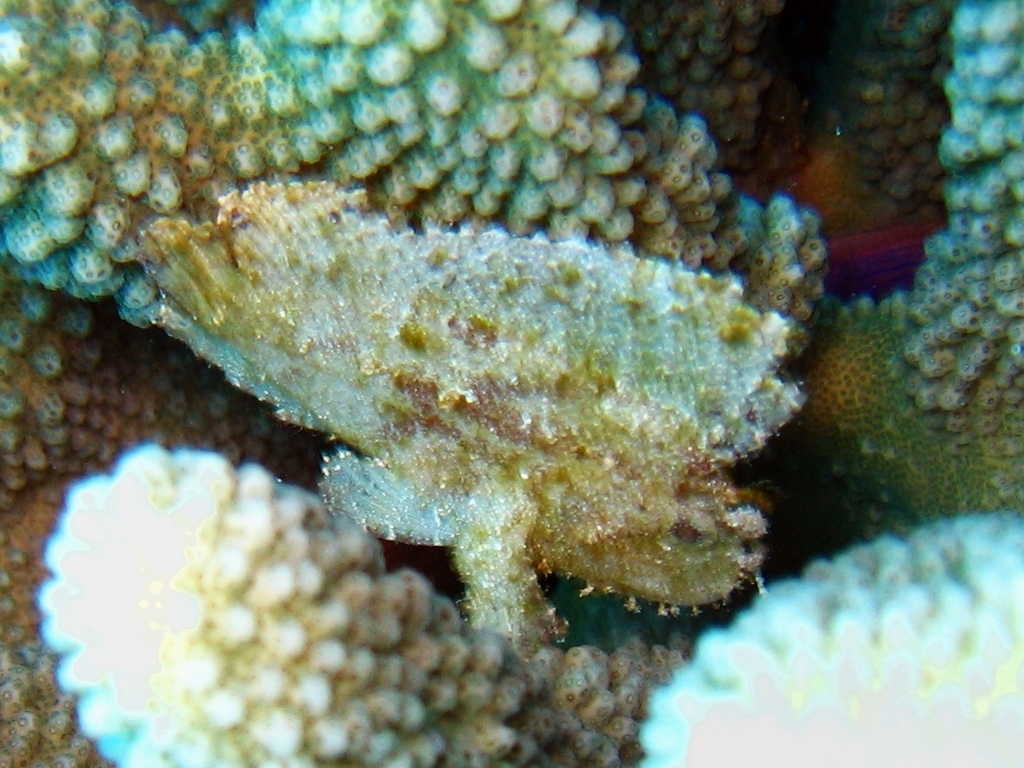 green leaf scorpionfish
