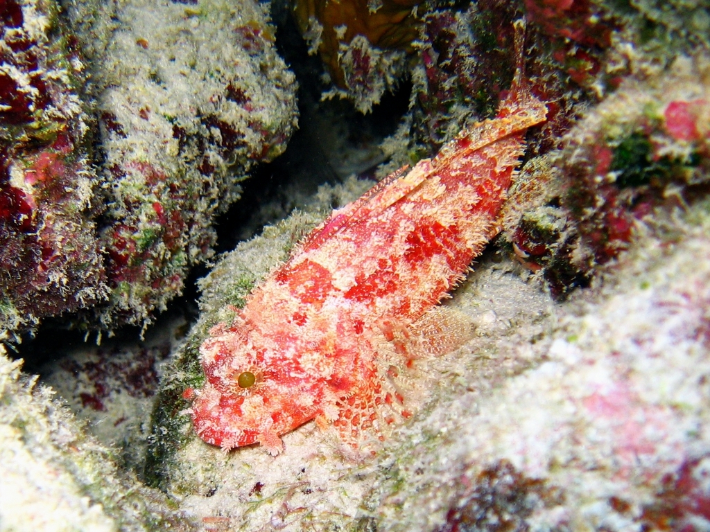 decoy scorpionfish