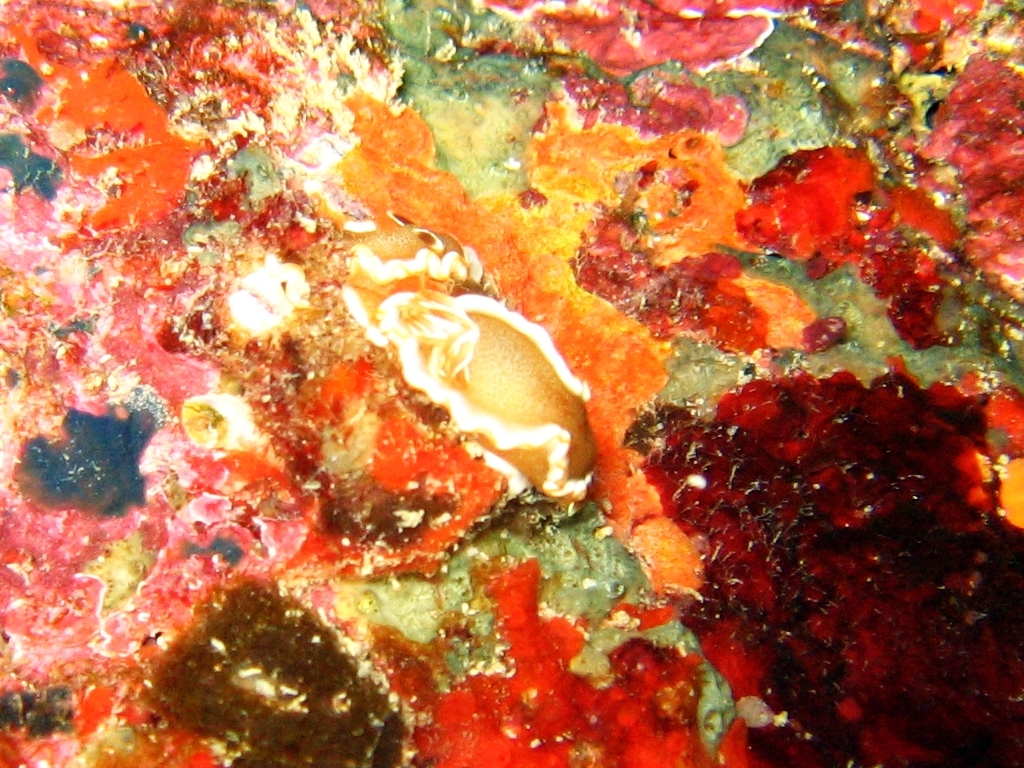 red margin nudibranch
