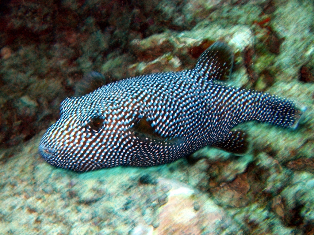 spotted puffer