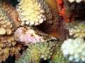 reticulated frogfish