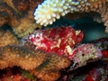 red leaf scorpionfish