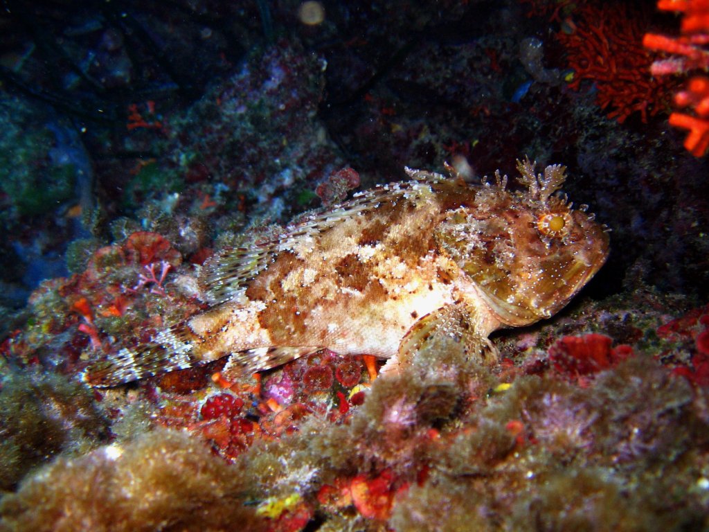 Unidentified Scorpionfish