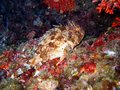 Unidentified Scorpionfish