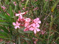 Pretty Pink Flower